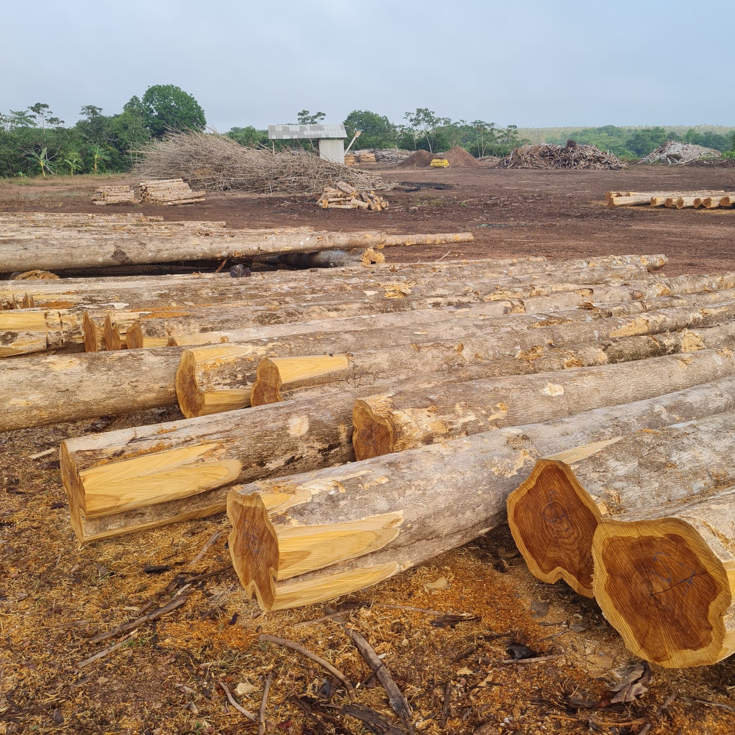 Panama Teak 2